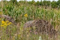 Bales of hay in a corn field with blue sky Royalty Free Stock Photo