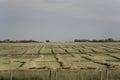 Bales of Hay on farm field after harvest Royalty Free Stock Photo