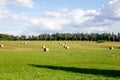 Bales of hay on the field after the harvest, Rural landscape on a green field Royalty Free Stock Photo