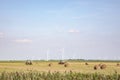 Bales of hay, harvesting, wind turbines in a landscape with trees at the horizon and blue skies, Almere, Netherlands Royalty Free Stock Photo