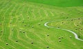 Bales of hay on meadow