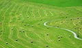 Bales of hay on meadow Royalty Free Stock Photo