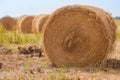 Bales of hay in paddy fields after harvest