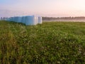 Bales of hey wrapped in white plastic in a field at sunrise. Nobody. Calm and relaxed nature scene with agriculture land, forest Royalty Free Stock Photo