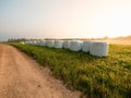 Bales of hey wrapped in white plastic in a field at sunrise. Nobody. Calm and relaxed nature scene with agriculture land, forest Royalty Free Stock Photo