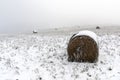 Bales of straw on a field with snow in winter Royalty Free Stock Photo