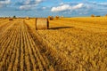 Bales of Straw on a Harvested Grainfield