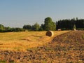 Bales of straw lying after the harvest in the field during the summer