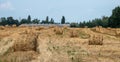 Bales of straw on a mown wheat field after harvesting against the background of a farm building. Royalty Free Stock Photo