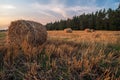 Bales of straw on a mown wheat field after harvesting on the background of the forest. Royalty Free Stock Photo