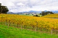 Balgownie Estate Vineyard - Yarra Glen