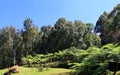 Bali Botanic or Botanical Garden in Bedugul, Tabananan Regency, Bali, Indonesia.