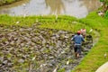 Bali farmer using tiller tractor in rice field. Royalty Free Stock Photo