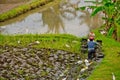 Bali farmer using tiller tractor in rice field.