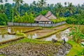 Bali farmer using tiller tractor in rice field.
