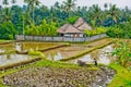 Bali farmer using tiller tractor in rice field. Royalty Free Stock Photo