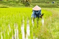 Bali farmers plants rice in the paddy field