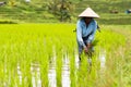 Bali farmers plants rice in the paddy field