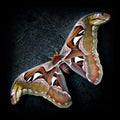 Bali Giant Butterfly - Attacus Atlas