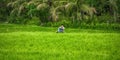 Balinese men in straw hat working on terrace field