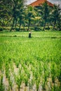 Balinese men in straw hat working on terrace field