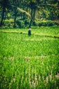 Balinese men in straw hat working on terrace field