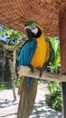 Bird Blue-and-Yellow Macaw standing on branches Royalty Free Stock Photo