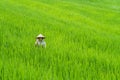 Bali, Indonesia - 17.03.2020 -Balinese woman working in Jatiluwih rice fields, Bali - Indonesia