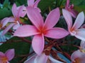 Bali indonesia bunga kamboja plants beauty nature.plumaria flower