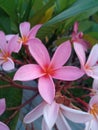 Bali indonesia bunga kamboja plants beauty nature.soft focus