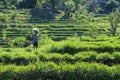 Bali, Indonesia - December 2019: Balinese man with a naked torso carries a stack of grass on his head. The hard life of the poor