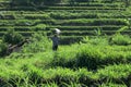 Bali, Indonesia - December 2019: Balinese man with a naked torso carries a stack of grass on his head. The hard life of the poor
