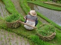 Farmer at Tegallalang rice terrace, Bali, Indonesia