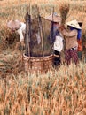 Asia farmers harvest rice. Farmers reaping the rice together by a sickle. It`s harvest time at