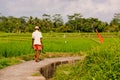 A local farmer goes to work in the rice field.