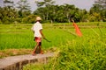 A local farmer with a sickle in his hand, goes to work in the rice field.