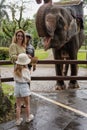 Bali , Indonesia, May 14,2023. woman with daughter feed the elephant in the tropics.