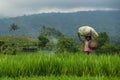 Bali, Indonesia - 21.10.2019: Rice harvesting in rice fields, Jatiluwih green rice terraces UNESCO heritage site