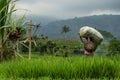 Bali, Indonesia - 21.10.2019: Rice harvesting in rice fields, Jatiluwih green rice terraces UNESCO heritage site