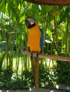 Bali.Indonesia. Strength, power and beauty. Bike ride around island.Bali Bird Park. Royalty Free Stock Photo