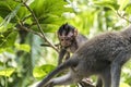 Bali Indonesia Ubud Monkey Forest Baby climbing