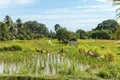 Bali island growing rice field with ducks organic agriculture