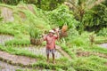 BALI ISLAND - INDONESIA 11.03.2019: Rice farmer waving his hand. Tegalalang Rice Terrace.