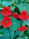 Bali Island, 24 June 2023 : Red nasturtium flowers with green leaves in the garden, Indonesia Royalty Free Stock Photo