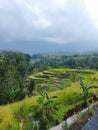 Bali Island 25 June 2023 : Rice terraces View in Jatiluwih, Tabanan, Indonesia Royalty Free Stock Photo