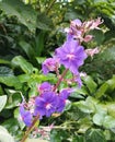 Bali Island, 22 May 2023 : Beautiful Purple flower in the garden, Indonesia. Selective focus. Royalty Free Stock Photo