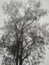Bali Island, 22 May 2023 : Pine tree in the fog, black and white tone for graphic resource, Singaraja, Indonesia Royalty Free Stock Photo