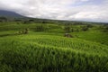 Bali - Jati Luwih Rice Terraces Royalty Free Stock Photo