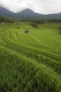 Bali - Jati Luwih Rice Terraces Royalty Free Stock Photo