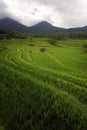 Bali - Jati Luwih Rice Terraces Royalty Free Stock Photo